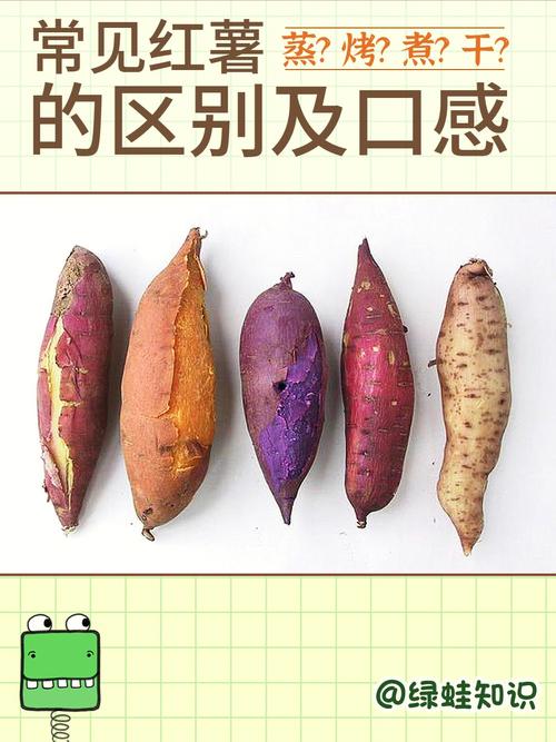 白薯为什么又称“红苕”（白薯是什么）