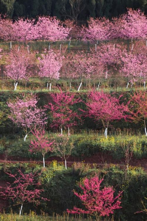 四川营山天气预报,四川营山天气预报7天-第6张图片-文史 四川营山天气预报,四川营山天气预报7天-第6张图片-文史