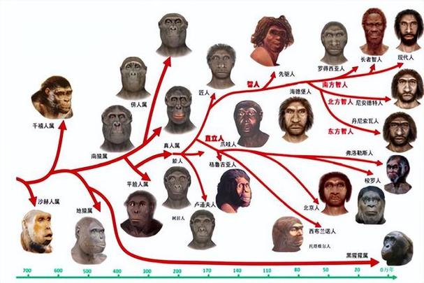 人类是怎么进化的（人类是怎么进化的视频）