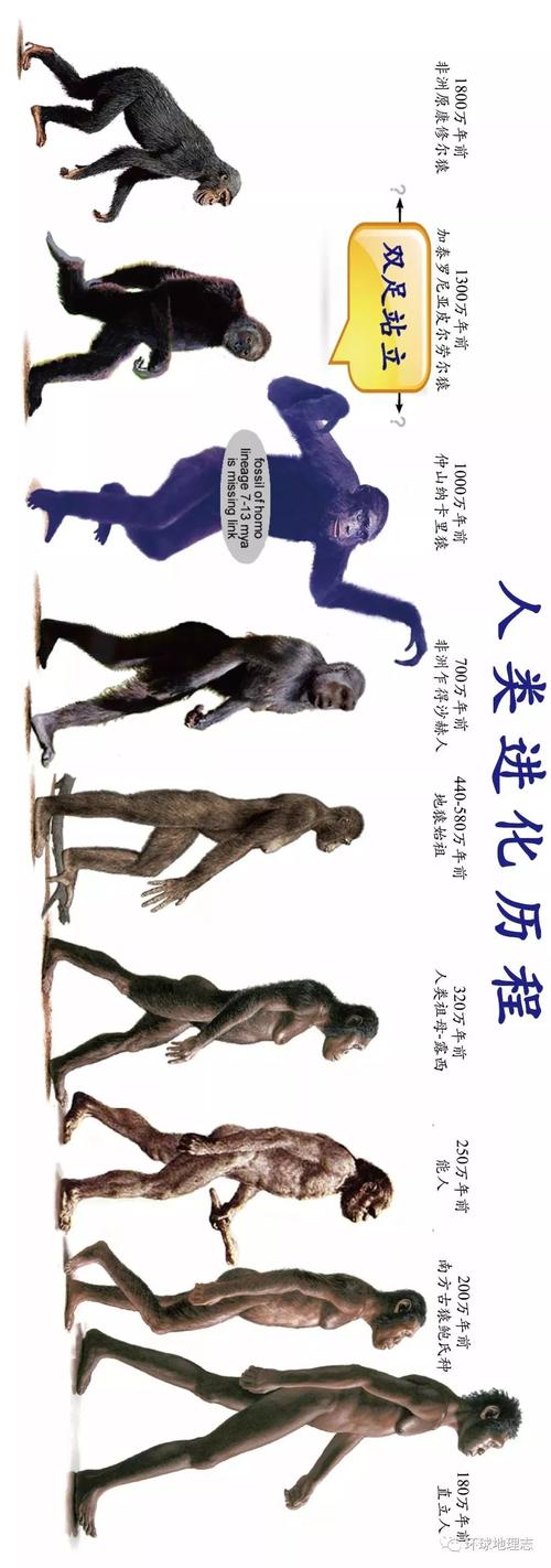 人类是怎么进化的(人类是怎么进化的视频)-第5张图片-文史 人类是怎么进化的(人类是怎么进化的视频)-第5张图片-文史