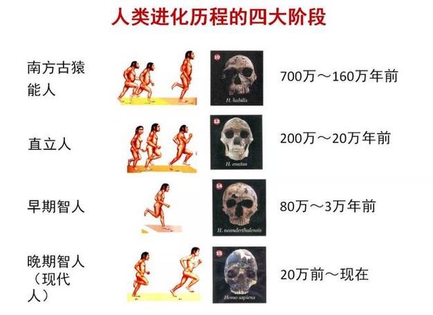 人类是怎么进化的(人类是怎么进化的视频)-第7张图片-文史 人类是怎么进化的(人类是怎么进化的视频)-第7张图片-文史