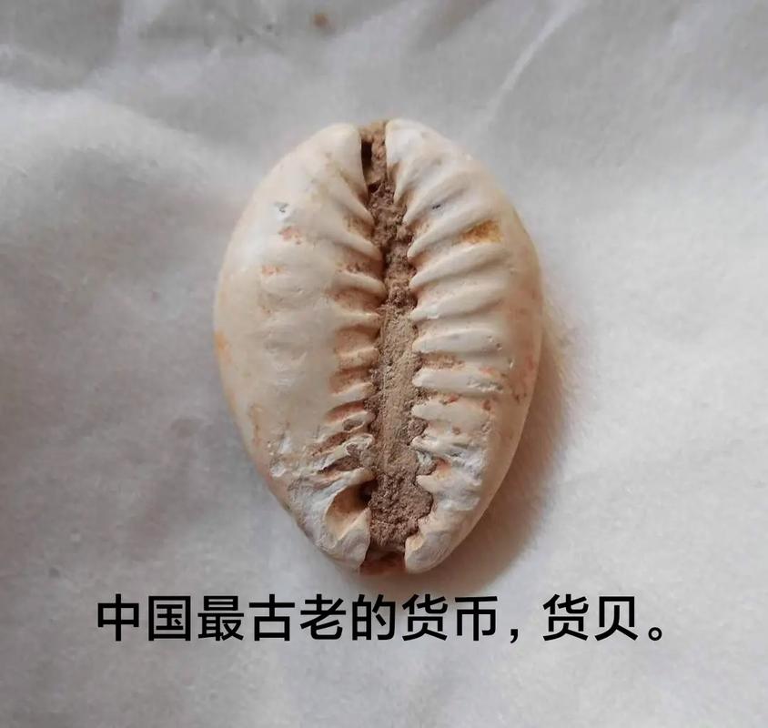 夏朝历史:夏朝的货币贝壳是历史上最早的货币(夏朝的古币值多少钱)-第2张图片-文史 夏朝历史:夏朝的货币贝壳是历史上最早的货币(夏朝的古币值多少钱)-第2张图片-文史