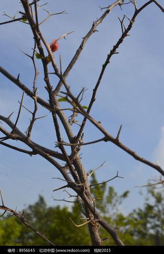 盘根错节有什么历史典故(盘根错节)-第1张图片-文史 盘根错节有什么历史典故(盘根错节)-第1张图片-文史