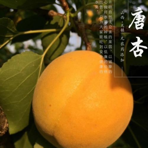 天镇县天气预报查询(天镇未来一周天气预报)-第6张图片-文史 天镇县天气预报查询(天镇未来一周天气预报)-第6张图片-文史
