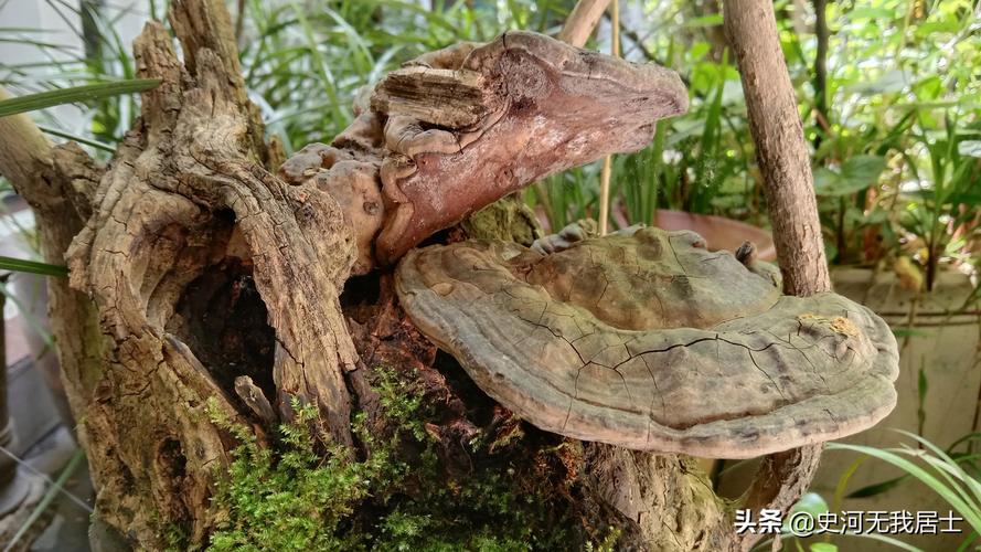 金口木舌有何典故,金口木舌有何典故出自哪里-第1张图片-文史 金口木舌有何典故,金口木舌有何典故出自哪里-第1张图片-文史