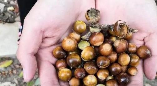 盈江天气最新消息,盈江天气预报7天查询-第7张图片-文史 盈江天气最新消息,盈江天气预报7天查询-第7张图片-文史
