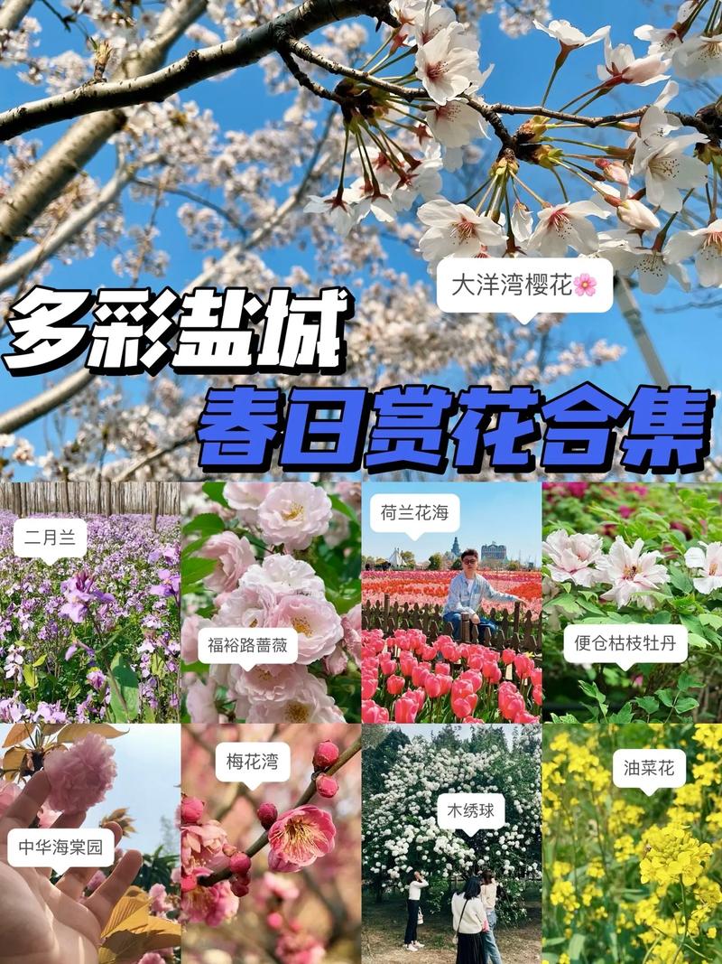盐城亭湖天气预报,盐城亭湖天气预报24小时查询-第5张图片-文史 盐城亭湖天气预报,盐城亭湖天气预报24小时查询-第5张图片-文史