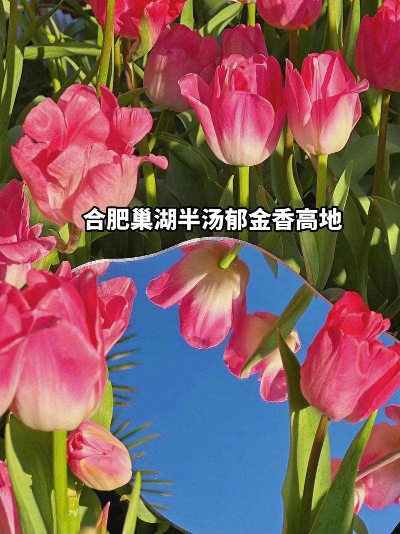 巢湖市天气预报7天,巢湖地区天气预报-第4张图片-文史 巢湖市天气预报7天,巢湖地区天气预报-第4张图片-文史