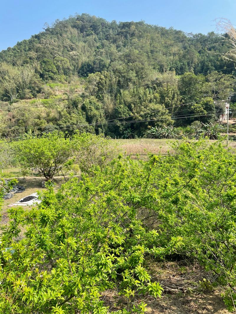 信宜茂名天气,广东茂名信宜2020年春节天气-第8张图片-文史 信宜茂名天气,广东茂名信宜2020年春节天气-第8张图片-文史