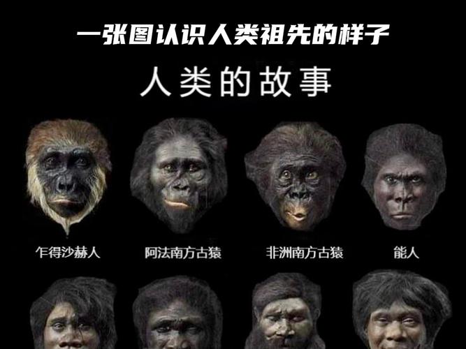 十五个问题看人类进化的谜团,人类进化之谜-第2张图片-文史 十五个问题看人类进化的谜团,人类进化之谜-第2张图片-文史