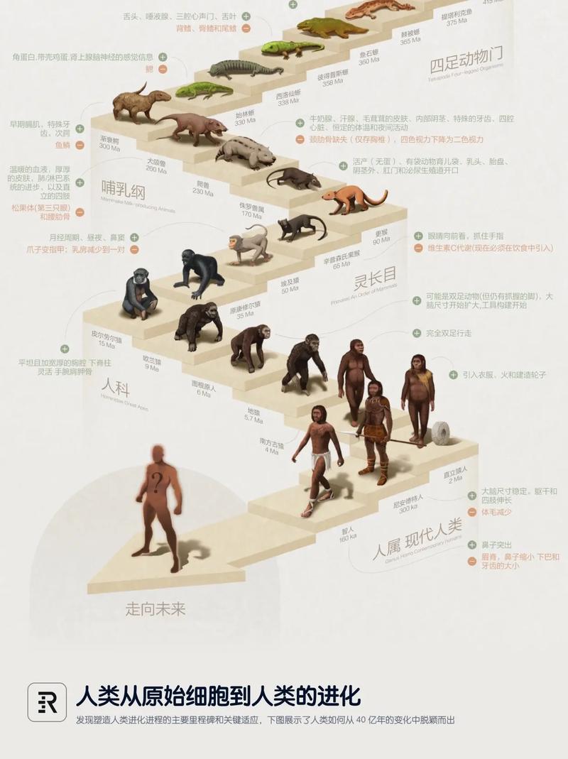 十五个问题看人类进化的谜团,人类进化之谜-第3张图片-文史 十五个问题看人类进化的谜团,人类进化之谜-第3张图片-文史