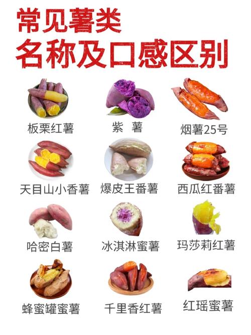 关于白薯的叫法(白薯的别名叫什么)-第1张图片-文史 关于白薯的叫法(白薯的别名叫什么)-第1张图片-文史