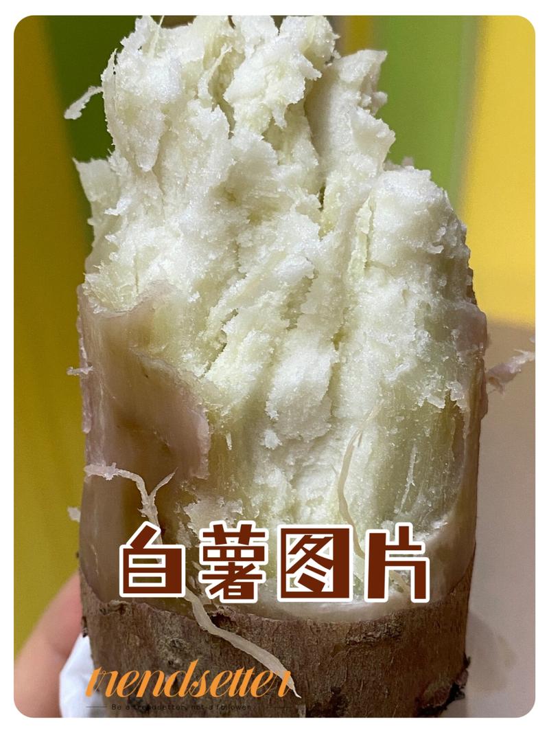 关于白薯的叫法(白薯的别名叫什么)-第4张图片-文史 关于白薯的叫法(白薯的别名叫什么)-第4张图片-文史
