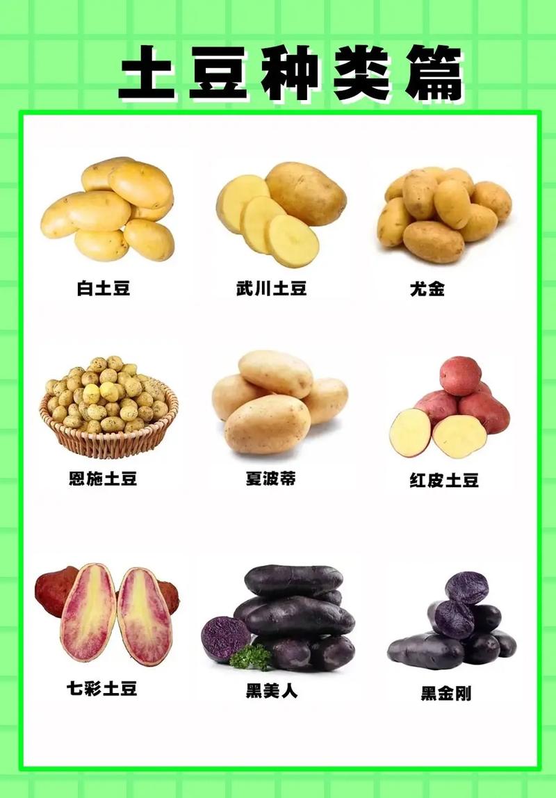关于白薯的叫法(白薯的别名叫什么)-第5张图片-文史 关于白薯的叫法(白薯的别名叫什么)-第5张图片-文史