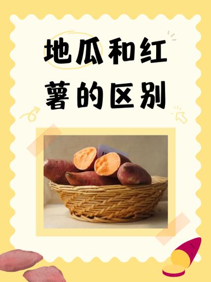 关于白薯的叫法(白薯的别名叫什么)-第6张图片-文史 关于白薯的叫法(白薯的别名叫什么)-第6张图片-文史