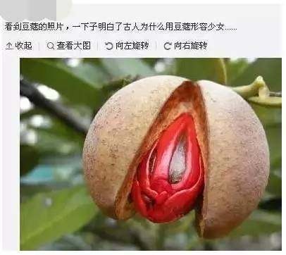 古人为何用“豆蔻”形容少女,为何用豆蔻比作少女-第3张图片-文史 古人为何用“豆蔻”形容少女,为何用豆蔻比作少女-第3张图片-文史